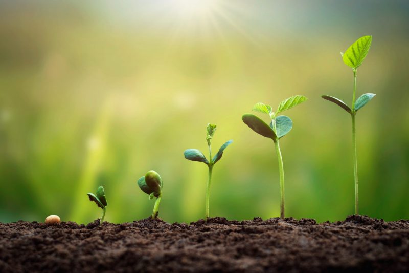 Mehr über den Artikel erfahren Growth-Fonds