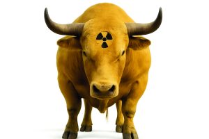 Der lange Ritt auf dem Uranbullen